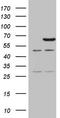 CCD36 antibody, TA808462, Origene, Western Blot image 