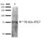 Autophagy Related 7 antibody, SPC-610D-A565, StressMarq, Western Blot image 