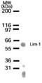LIM/homeobox protein Lhx1 antibody, PA1-41588, Invitrogen Antibodies, Western Blot image 