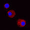 C-C Motif Chemokine Ligand 2 antibody, AF1774, R&D Systems, Immunofluorescence image 