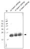 Gremlin 1, DAN Family BMP Antagonist antibody, AP26028PU-N, Origene, Western Blot image 