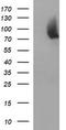 Junctophilin 2 antibody, TA506964S, Origene, Western Blot image 