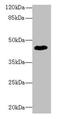 Zinc Finger Protein 670 antibody, CSB-PA026936LA01HU, Cusabio, Western Blot image 