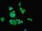 Phosphatidate cytidylyltransferase, mitochondrial antibody, orb41095, Biorbyt, Immunofluorescence image 