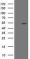 Protein ZNF365 antibody, M07837, Boster Biological Technology, Western Blot image 