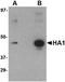 Hemagglutinin antibody, TA160034, Origene, Western Blot image 