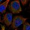 Coenzyme A Synthase antibody, HPA022912, Atlas Antibodies, Immunofluorescence image 