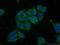 Alcohol dehydrogenase class-3 antibody, 16379-1-AP, Proteintech Group, Immunofluorescence image 