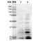 Dityrosine antibody, NBP2-59361, Novus Biologicals, Western Blot image 