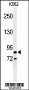 Advillin antibody, MBS9214415, MyBioSource, Western Blot image 
