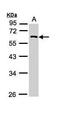 Regulator Of G Protein Signaling 11 antibody, PA5-29144, Invitrogen Antibodies, Western Blot image 