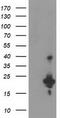 Uncharacterized protein KIAA0495 antibody, CF503685, Origene, Western Blot image 