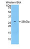 Chymotrypsin-like elastase family member 3B antibody, LS-C294128, Lifespan Biosciences, Western Blot image 