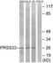 Serine Protease 33 antibody, TA316286, Origene, Western Blot image 