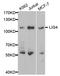 DNA ligase 4 antibody, LS-C331665, Lifespan Biosciences, Western Blot image 
