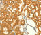NSF Attachment Protein Alpha antibody, MBS2523645, MyBioSource, Immunohistochemistry paraffin image 