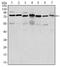 DFS70 antibody, AM06564SU-N, Origene, Western Blot image 
