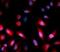 Heat Shock Protein Family B (Small) Member 1 antibody, FNab09819, FineTest, Immunofluorescence image 