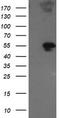 Golgin, RAB6 Interacting antibody, TA505077S, Origene, Western Blot image 