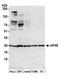 eIF4E antibody, A301-153A, Bethyl Labs, Western Blot image 