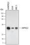 Protein Kinase AMP-Activated Non-Catalytic Subunit Beta 2 antibody, MAB3808, R&D Systems, Western Blot image 