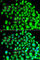 TATA box-binding protein-like protein 1 antibody, A7575, ABclonal Technology, Immunofluorescence image 