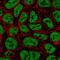 Zinc Finger Protein 709 antibody, HPA045573, Atlas Antibodies, Immunocytochemistry image 