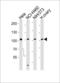 EK8 antibody, LS-C100260, Lifespan Biosciences, Western Blot image 