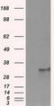 Fumarylacetoacetate Hydrolase Domain Containing 2A antibody, TA500939, Origene, Western Blot image 