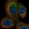 Dehydrogenase/reductase SDR family member 4 antibody, NBP1-83790, Novus Biologicals, Immunofluorescence image 