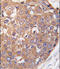 SNK antibody, LS-C100802, Lifespan Biosciences, Immunohistochemistry frozen image 
