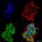 Hypoxia Up-Regulated 1 antibody, SMC-232D-A680, StressMarq, Immunofluorescence image 
