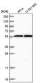 Male-specific lethal 2 homolog antibody, PA5-65518, Invitrogen Antibodies, Western Blot image 