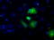 Aldehyde Dehydrogenase 3 Family Member A1 antibody, TA501139, Origene, Immunofluorescence image 