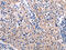 Aldo-Keto Reductase Family 1 Member B10 antibody, CSB-PA918257, Cusabio, Immunohistochemistry frozen image 