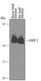 Ectonucleotide Pyrophosphatase/Phosphodiesterase 7 antibody, AF5160, R&D Systems, Western Blot image 