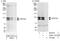 ArfGAP With GTPase Domain, Ankyrin Repeat And PH Domain 3 antibody, A302-172A, Bethyl Labs, Western Blot image 
