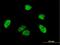 APOBEC1 Complementation Factor antibody, H00029974-B01P, Novus Biologicals, Immunocytochemistry image 