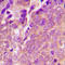 Vasodilator Stimulated Phosphoprotein antibody, LS-C358886, Lifespan Biosciences, Immunohistochemistry paraffin image 