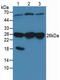 Calcyclin Binding Protein antibody, LS-C372944, Lifespan Biosciences, Western Blot image 
