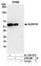 Aldehyde Dehydrogenase 1 Family Member A1 antibody, A700-089, Bethyl Labs, Immunoprecipitation image 