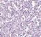 TBC1 Domain Family Member 10C antibody, 4267, ProSci Inc, Immunohistochemistry frozen image 