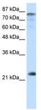 HAP3 antibody, TA343587, Origene, Western Blot image 