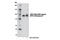 Cell Division Cycle 27 antibody, 9063S, Cell Signaling Technology, Western Blot image 