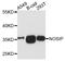 Nitric oxide synthase-interacting protein antibody, A10024, ABclonal Technology, Western Blot image 