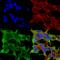 Glutamate Ionotropic Receptor AMPA Type Subunit 1 antibody, SMC-440D-FITC, StressMarq, Immunofluorescence image 
