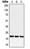 Protein CREG1 antibody, LS-C353793, Lifespan Biosciences, Western Blot image 