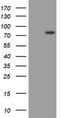 Hypoxia-inducible factor 3-alpha antibody, TA800761AM, Origene, Western Blot image 