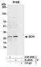 GTP cyclohydrolase I antibody, A305-296A, Bethyl Labs, Immunoprecipitation image 