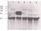 Angiopoietin 2 antibody, TA319449, Origene, Western Blot image 